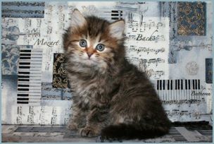 Female Siberian Kitten from Deedlebug Siberians